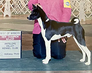 Tamu
